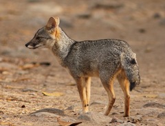Sechuran Fox photo 2