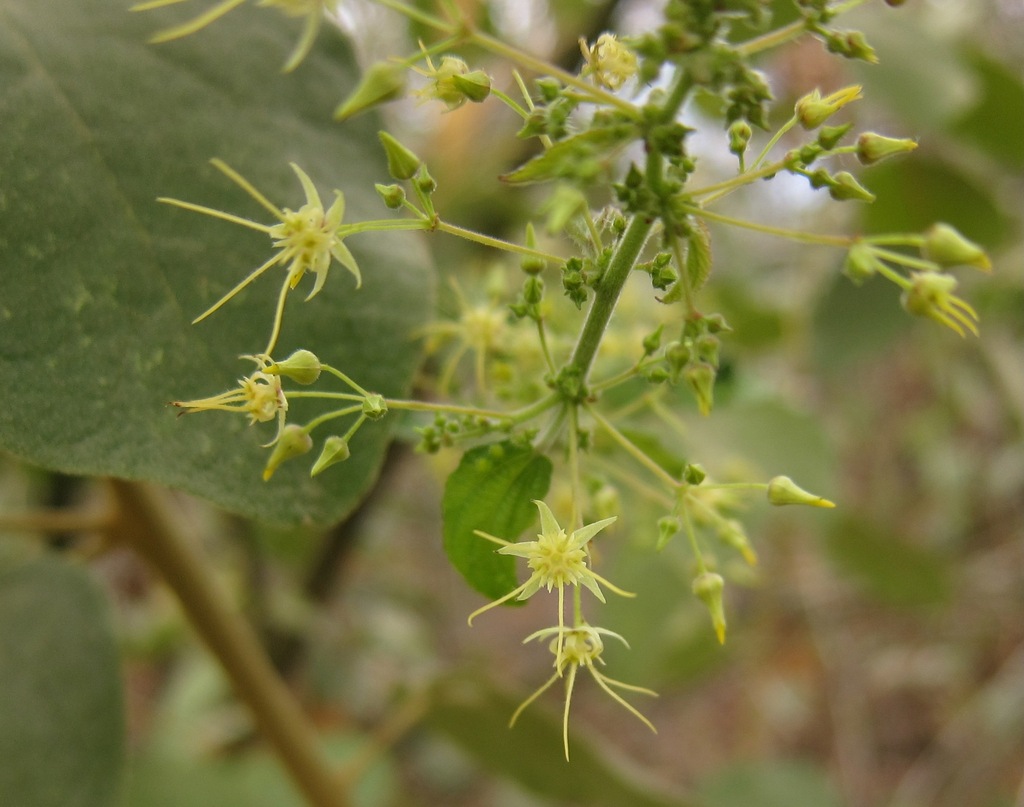 Byttneria cordata