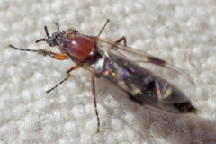 Dilophus strigilatus