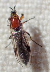 Dilophus strigilatus