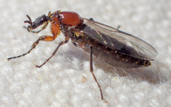 Dilophus strigilatus