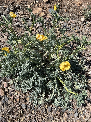 Yellow Horned Poppy