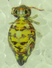 Polykatianna radicula