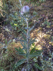 Cirsium occidentale
