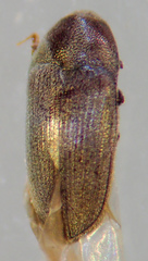 Trixagus sericeus