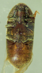 Trixagus sericeus