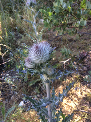 Cirsium occidentale