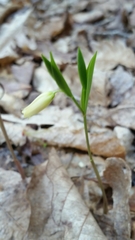 Uvularia puberula