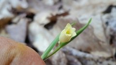 Uvularia puberula