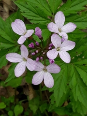 Cardamine quinquefolia