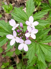 Cardamine quinquefolia