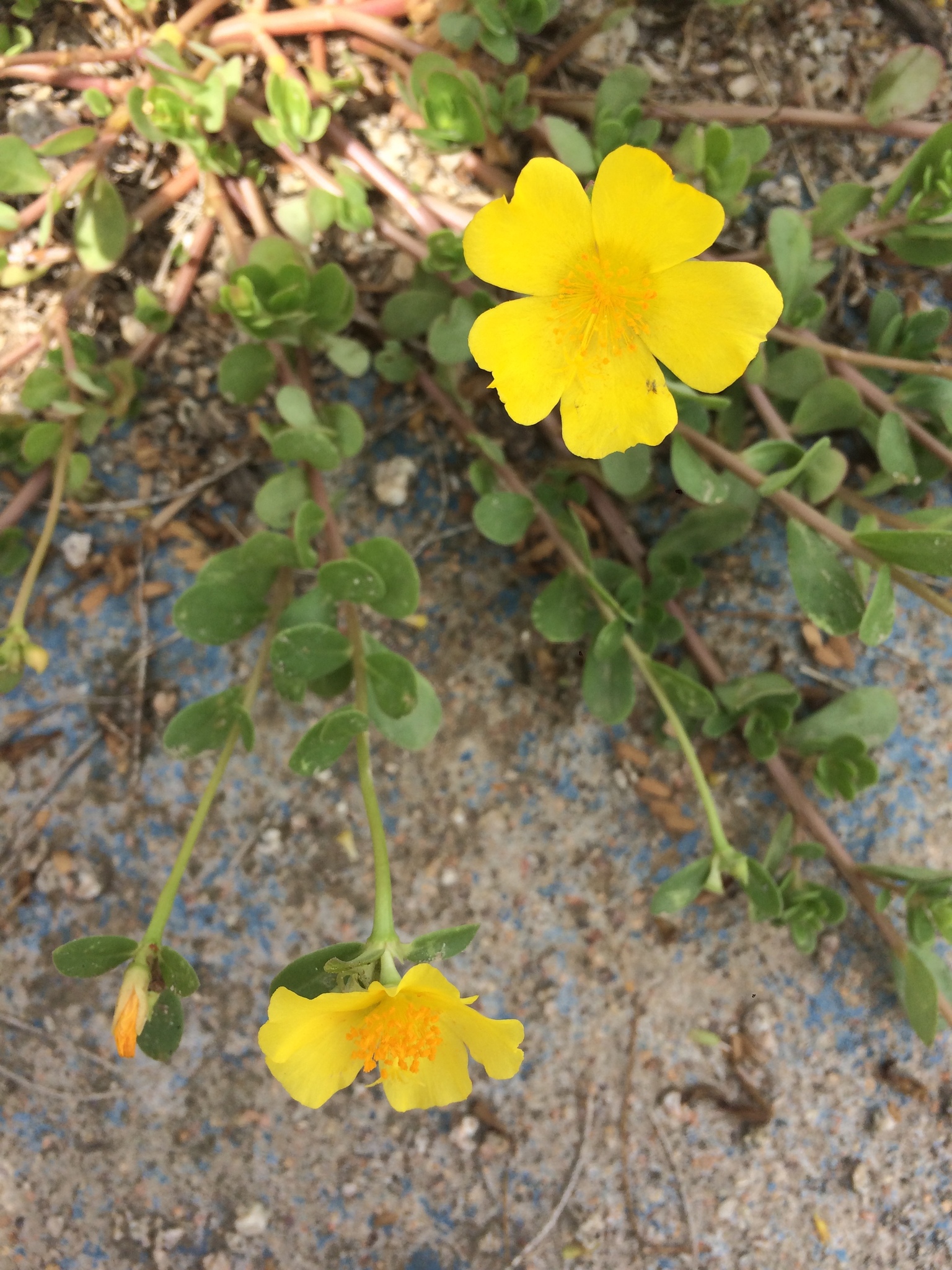 Portulaca umbraticola