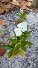 Catharanthus roseus image