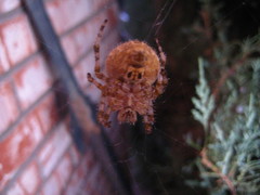 Araneus illaudatus