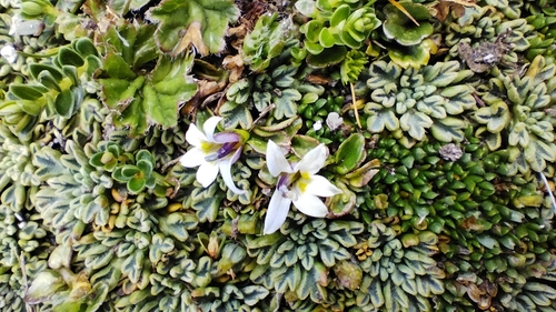 Image of Lobelia pratiana by no rights reserved