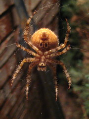 Araneus illaudatus