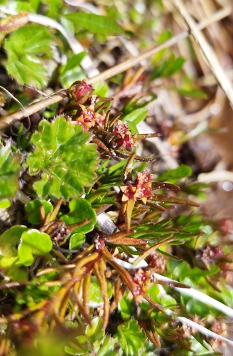Image of Nanodea muscosa by no rights reserved