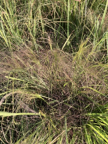 Agrostis montevidensis, 2024-02-14