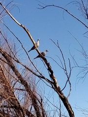 Streptopelia decaocto