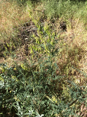 Astragalus trichopodus antisellii
