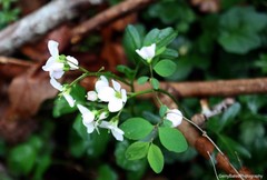 Cardamine nuttallii
