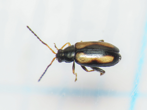Phyllotreta variipennis