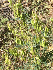 Astragalus trichopodus antisellii