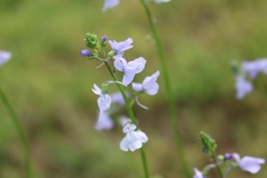 Nuttallanthus texanus