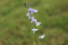 Nuttallanthus texanus