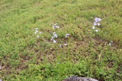 Nuttallanthus texanus