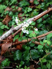 Cardamine nuttallii