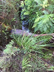 Carex lessoniana