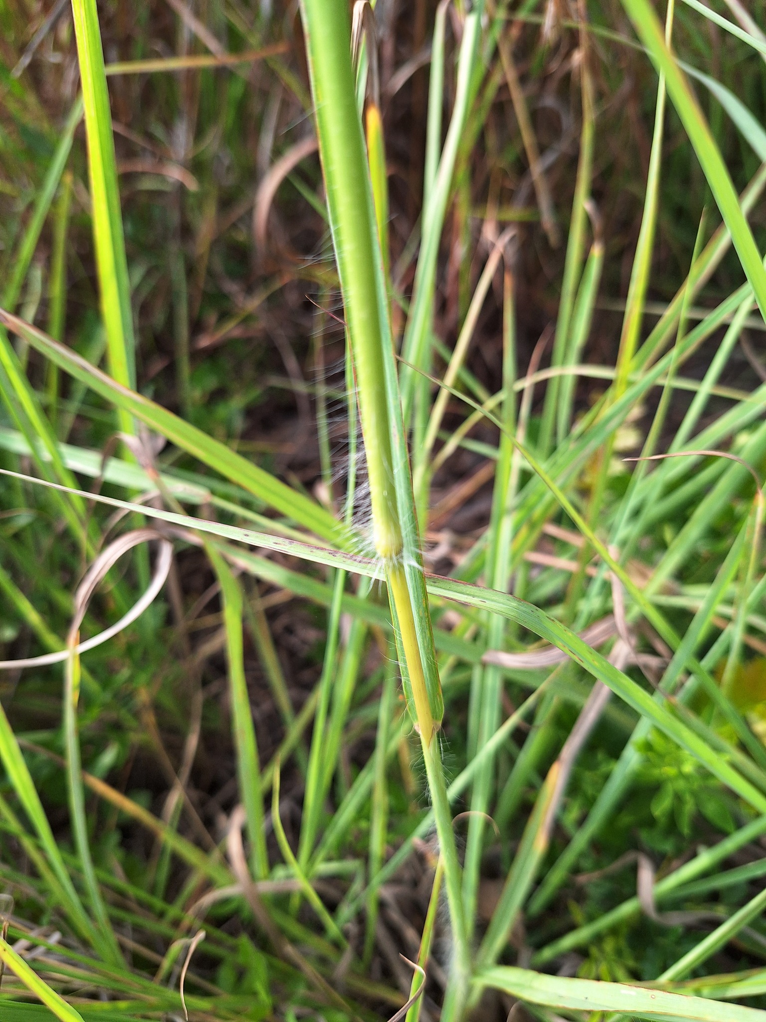 Imagem de Capim-urochloa
