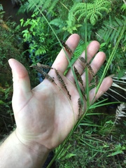 Carex lessoniana