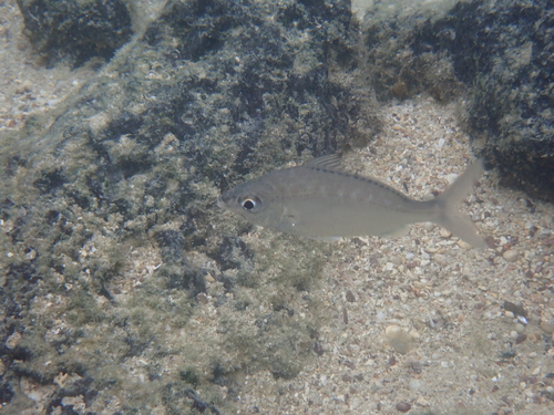 Dows mojarra (Eucinostomus dowii) — Gerreidae — 5