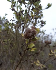 Baccharis macraei