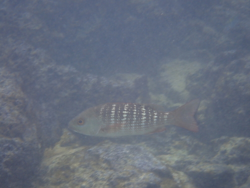 Mullet snapper (Lutjanus aratus) — Lutjanidae — 4