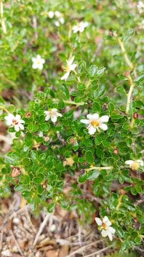 Escallonia serrata (Escallonia serrata)