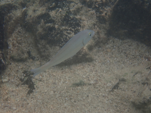 Forbes's grunt (Orthopristis forbesi) — Haemulidae — 5