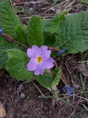 Primula vulgaris rubra