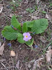 Primula vulgaris rubra