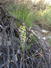 Thysanocarpus curvipes