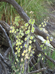 Thysanocarpus curvipes