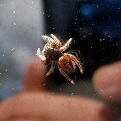 Phidippus johnsoni