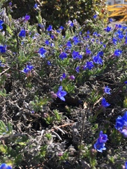 Lithodora