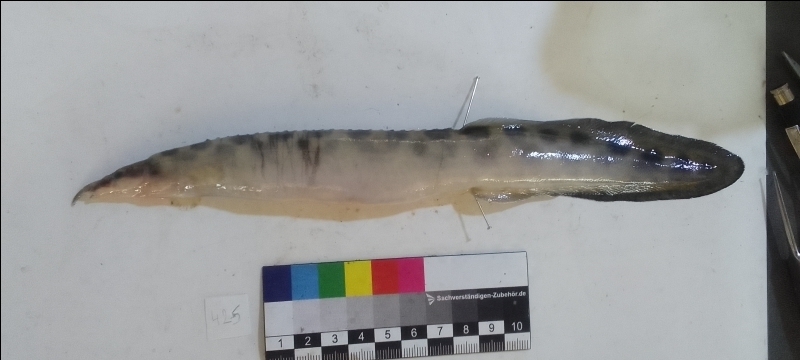 Marche's spiny eel (Mastacembelus marchei) — Mastacembelidae