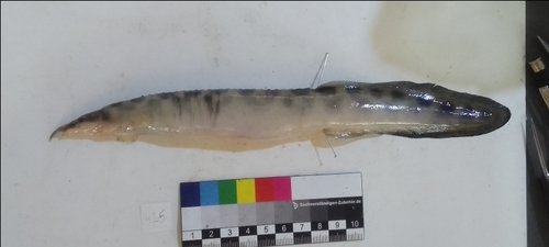 Marche's spiny eel (Mastacembelus marchei) — Mastacembelidae