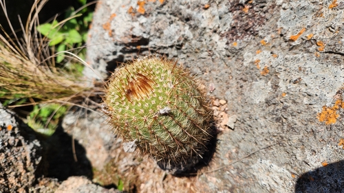 Parodia scopa