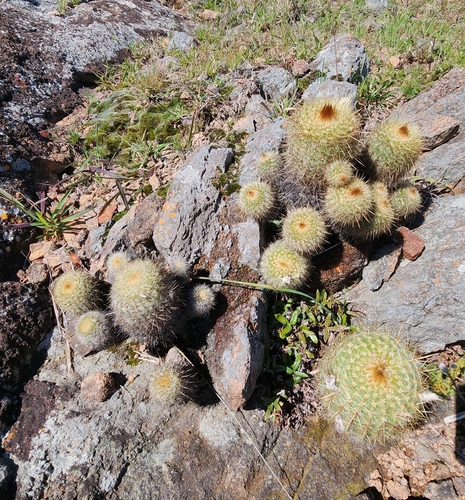 Image of Parodia scopa by no rights reserved