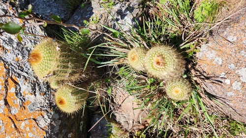 Parodia scopa